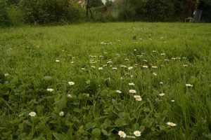 Bienenwiese