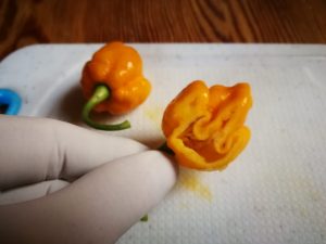 Trinidad Moruga Scorpion chili